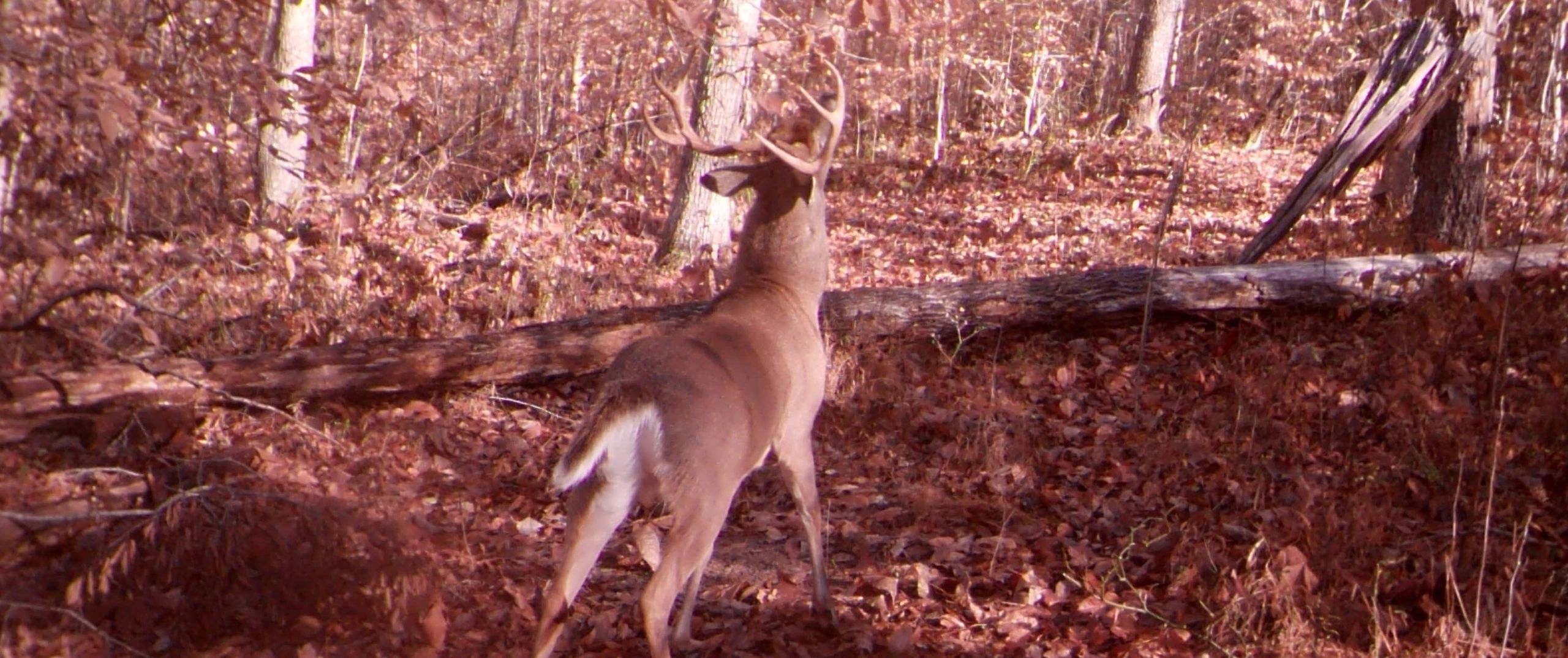 Kentucky Outfitters Kentucky Hunting Outfitters Kentucky Hunting